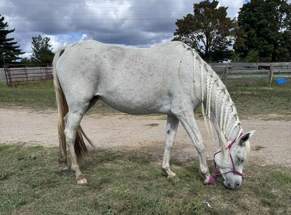 Stone Valleys Ray of Hope Equine Rescue