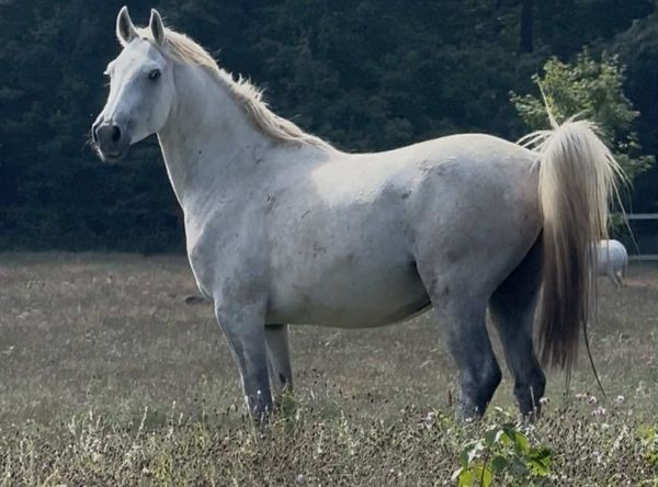 Stone Valleys Ray of Hope Equine Rescue