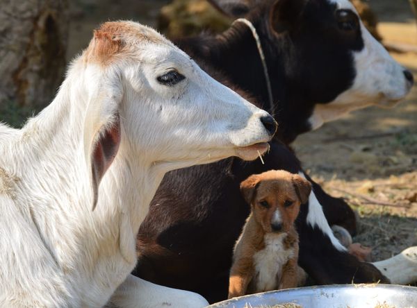 Soltis’ Hope Street Animal Rescue