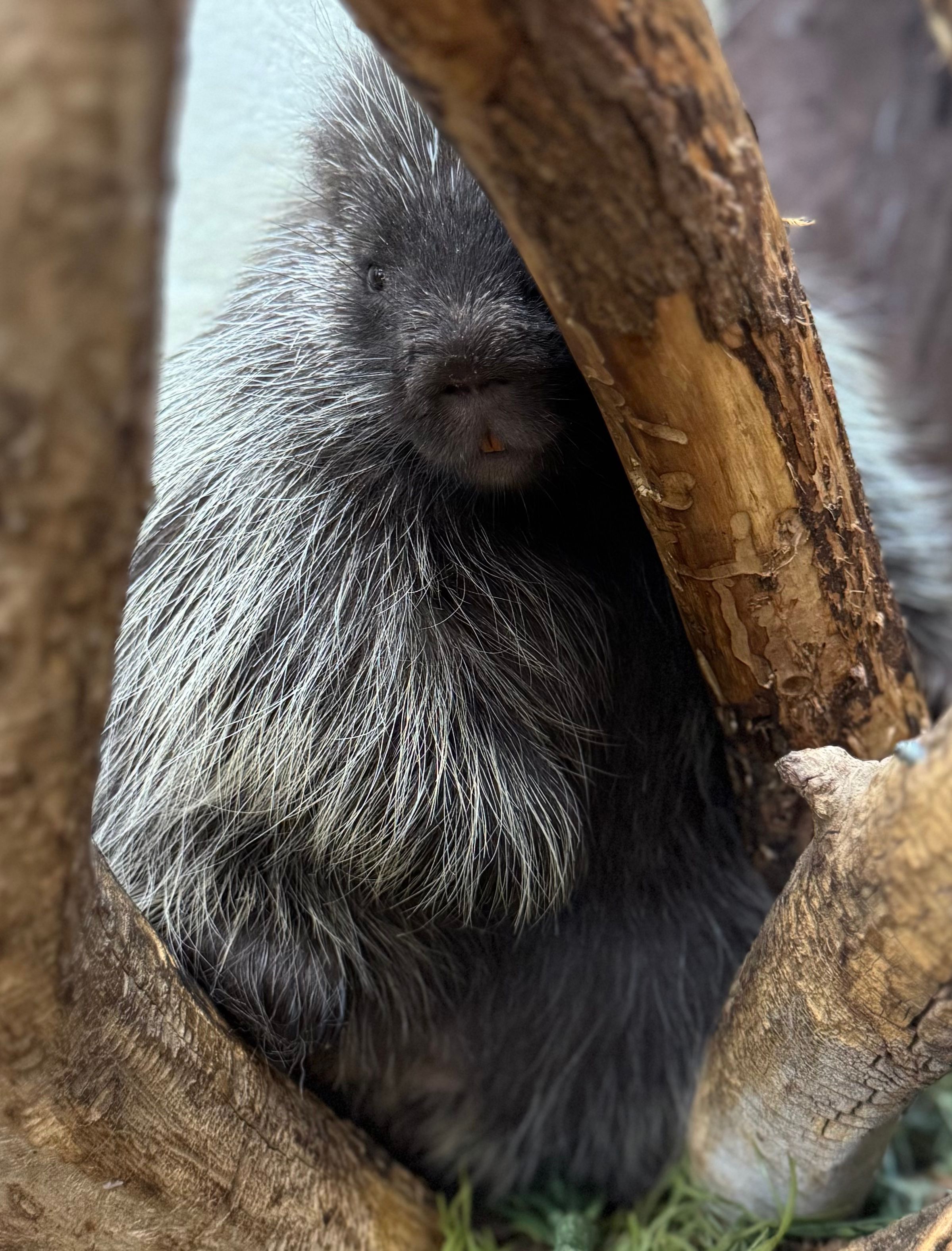 Wild West Wildlife Rehabilitation Center