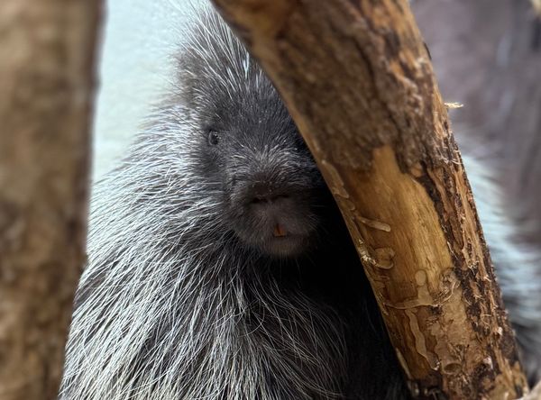 Wild West Wildlife Rehabilitation Center