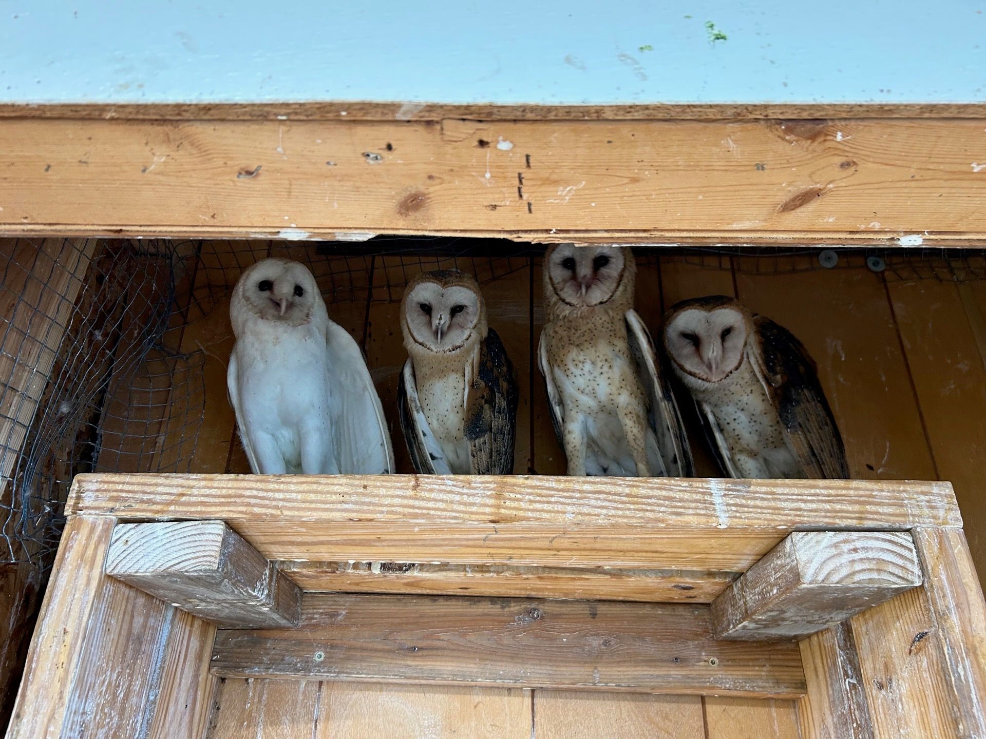 Wild West Wildlife Rehabilitation Center