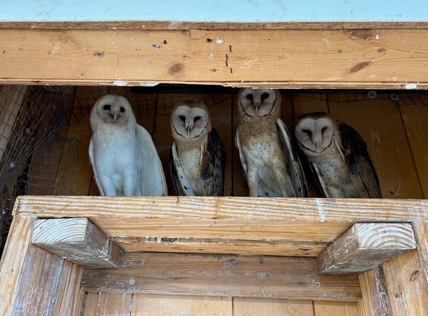 Wild West Wildlife Rehabilitation Center