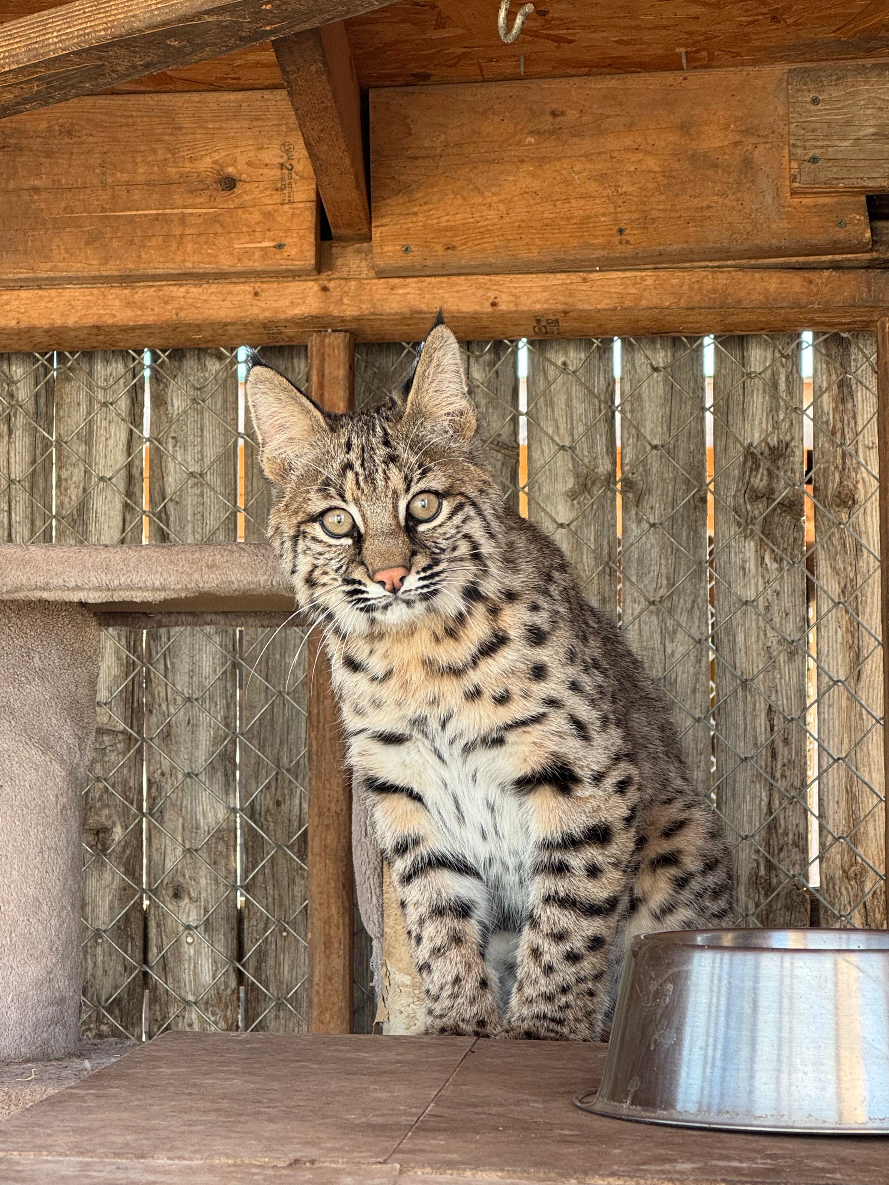 Wild West Wildlife Rehabilitation Center