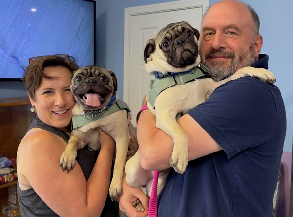 Advocates For Abused And Abandoned Pets