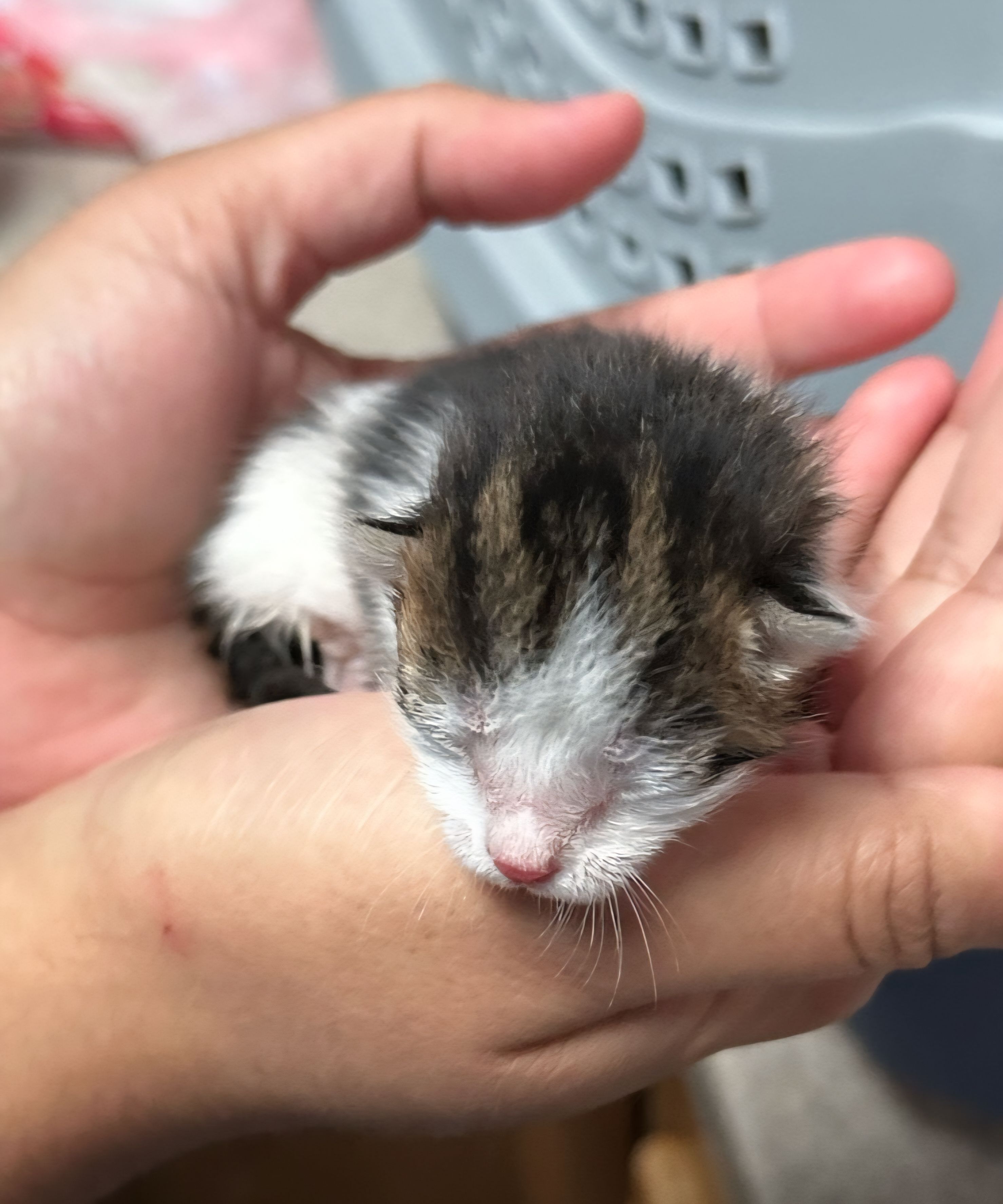 Advocates For Abused And Abandoned Pets
