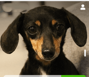 Advocates For Abused And Abandoned Pets