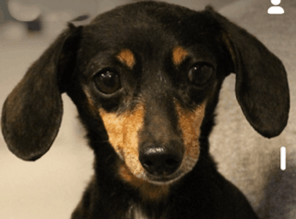 Advocates For Abused And Abandoned Pets