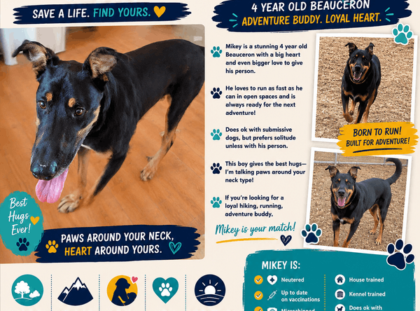 Justice for Samson Animal Rescue