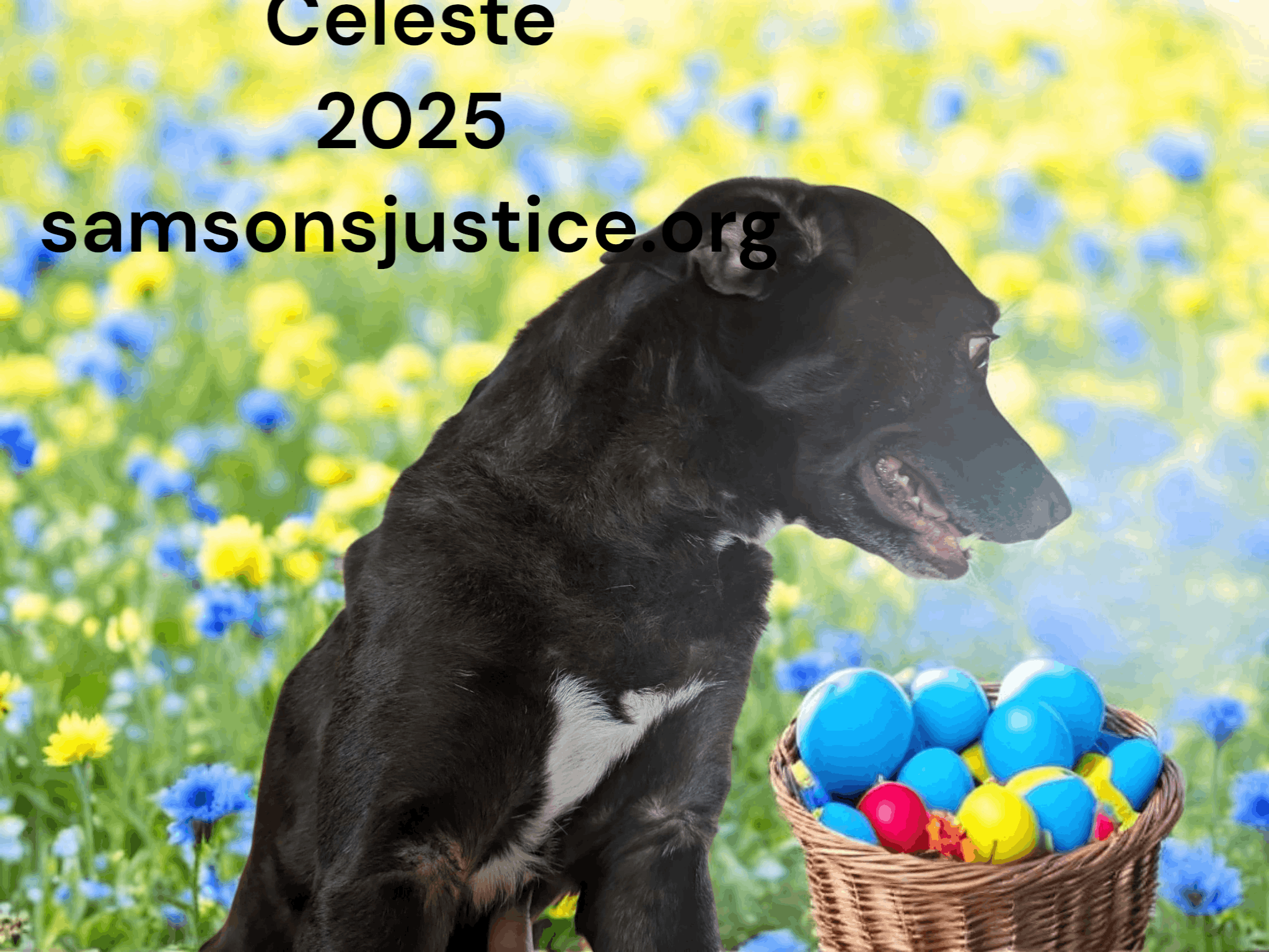 Justice for Samson Animal Rescue