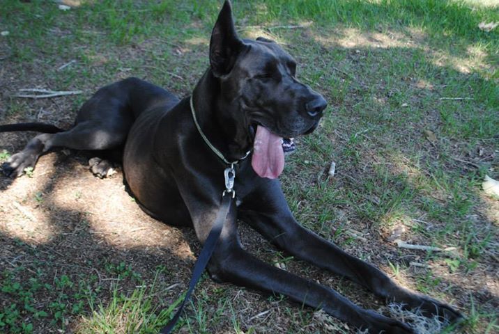 Team Rocky Enterprises DBA Save Rocky the Great Dane Rescue and Rehab