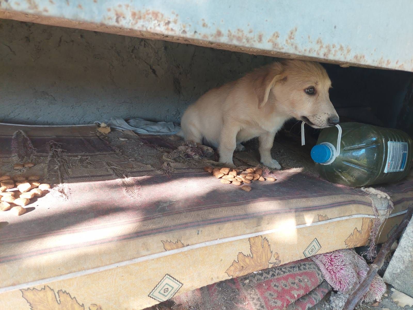 Wild at Heart Foundation