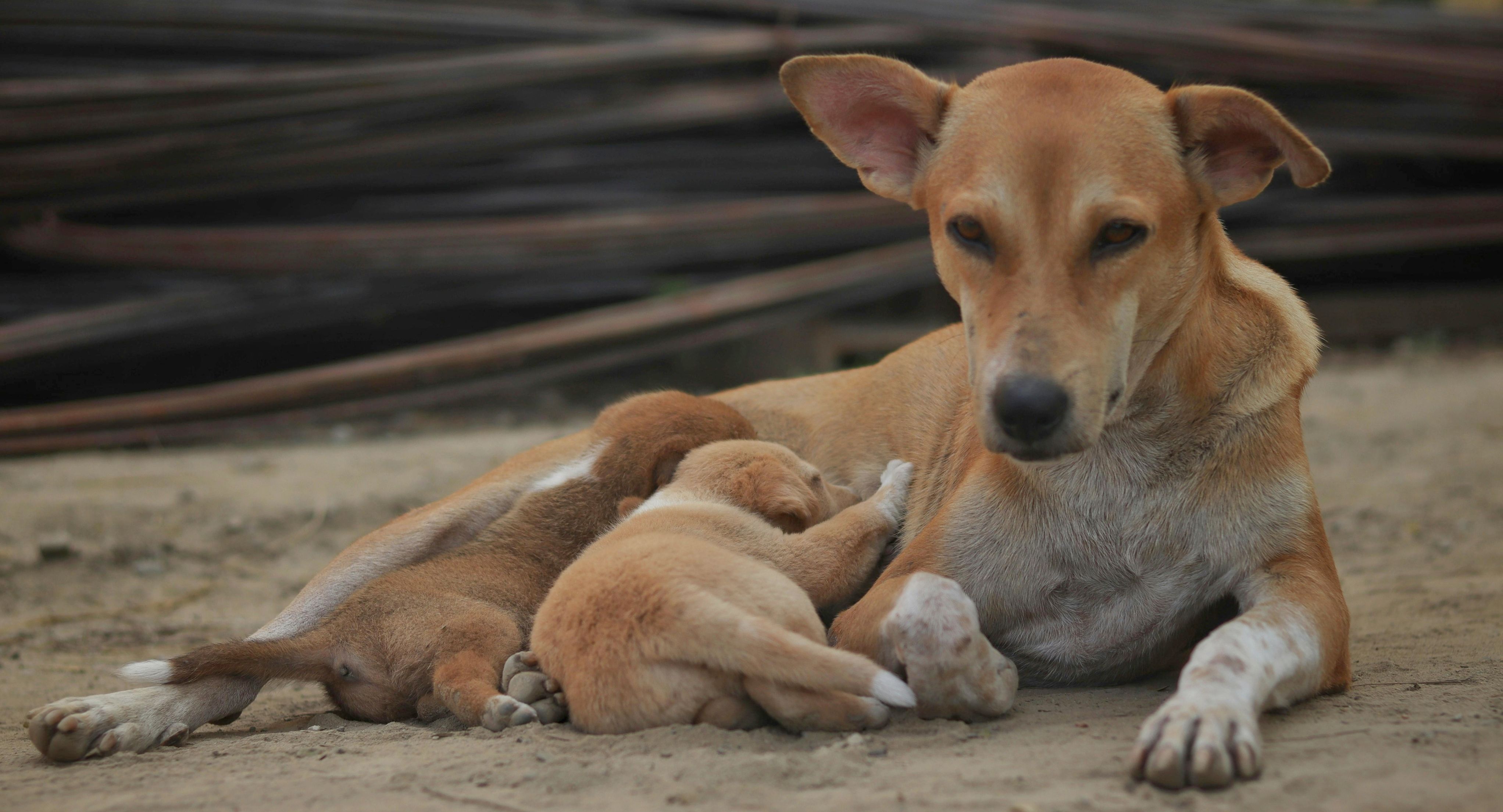 Wild at Heart Foundation