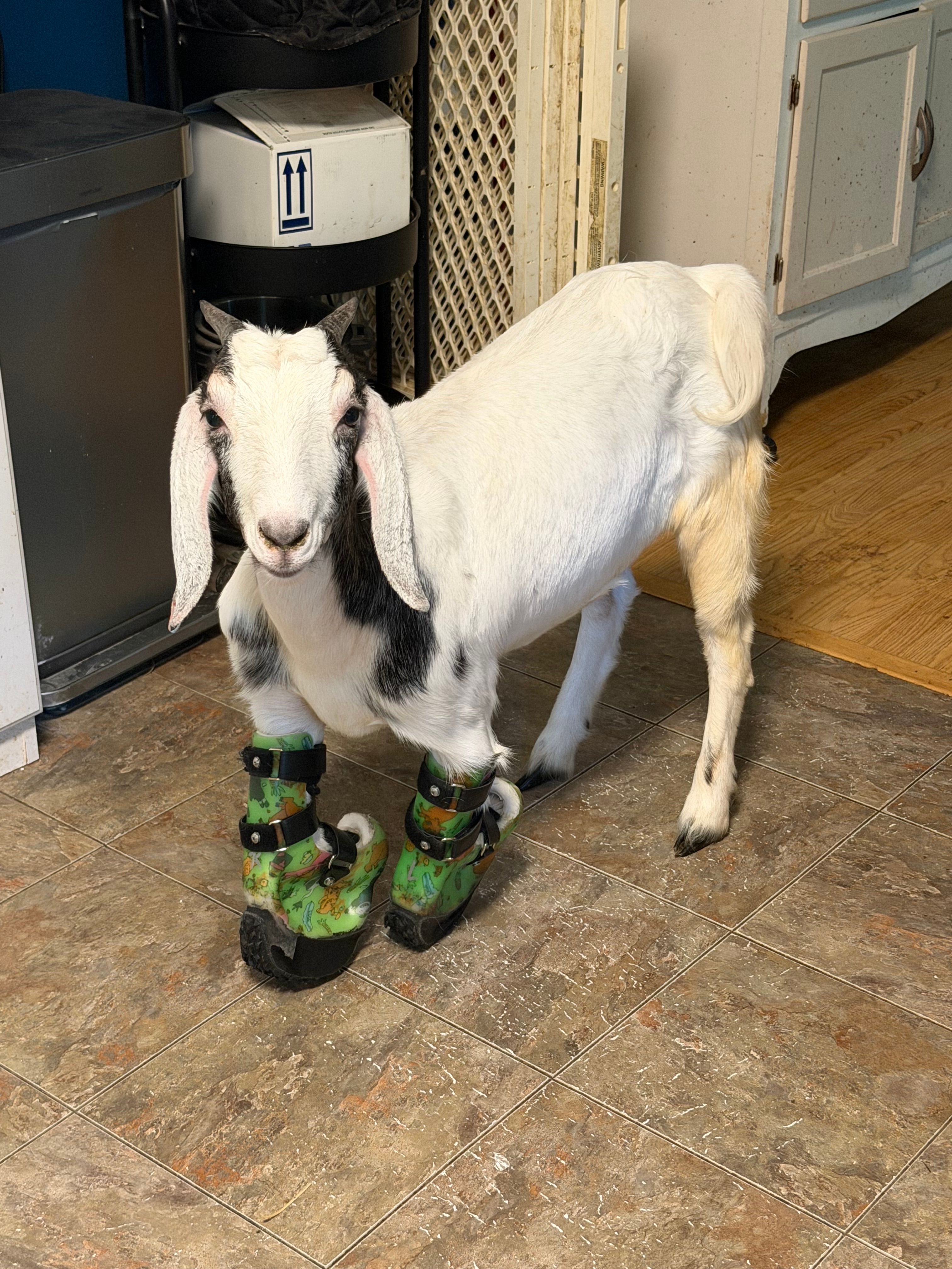 Old McDarling’s Farm Rescue and Sanctuary