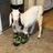 Old McDarling’s Farm Rescue and Sanctuary