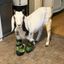 Old McDarling’s Farm Rescue and Sanctuary
