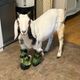 Old McDarling’s Farm Rescue and Sanctuary