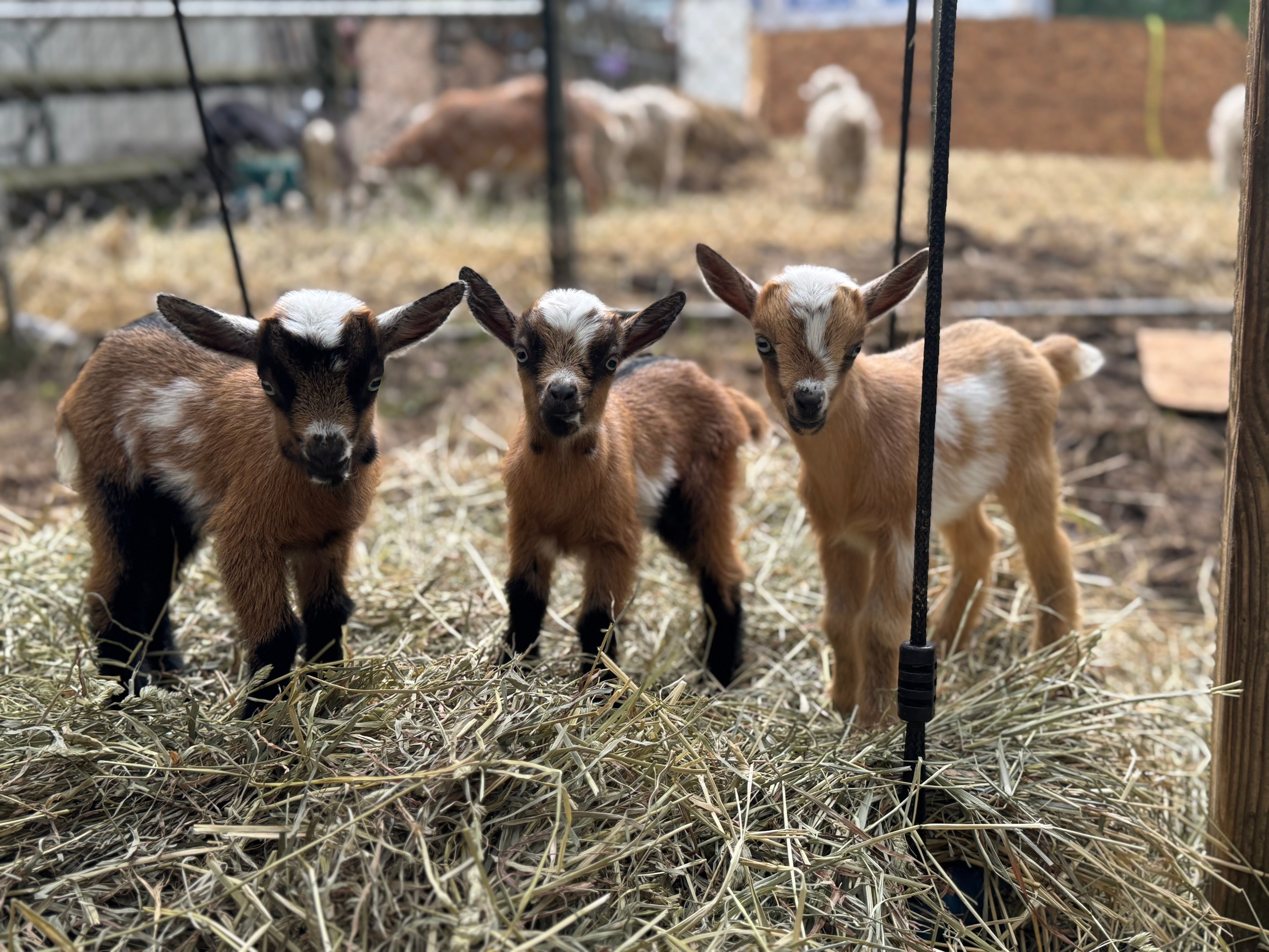 Old McDarling’s Farm Rescue and Sanctuary