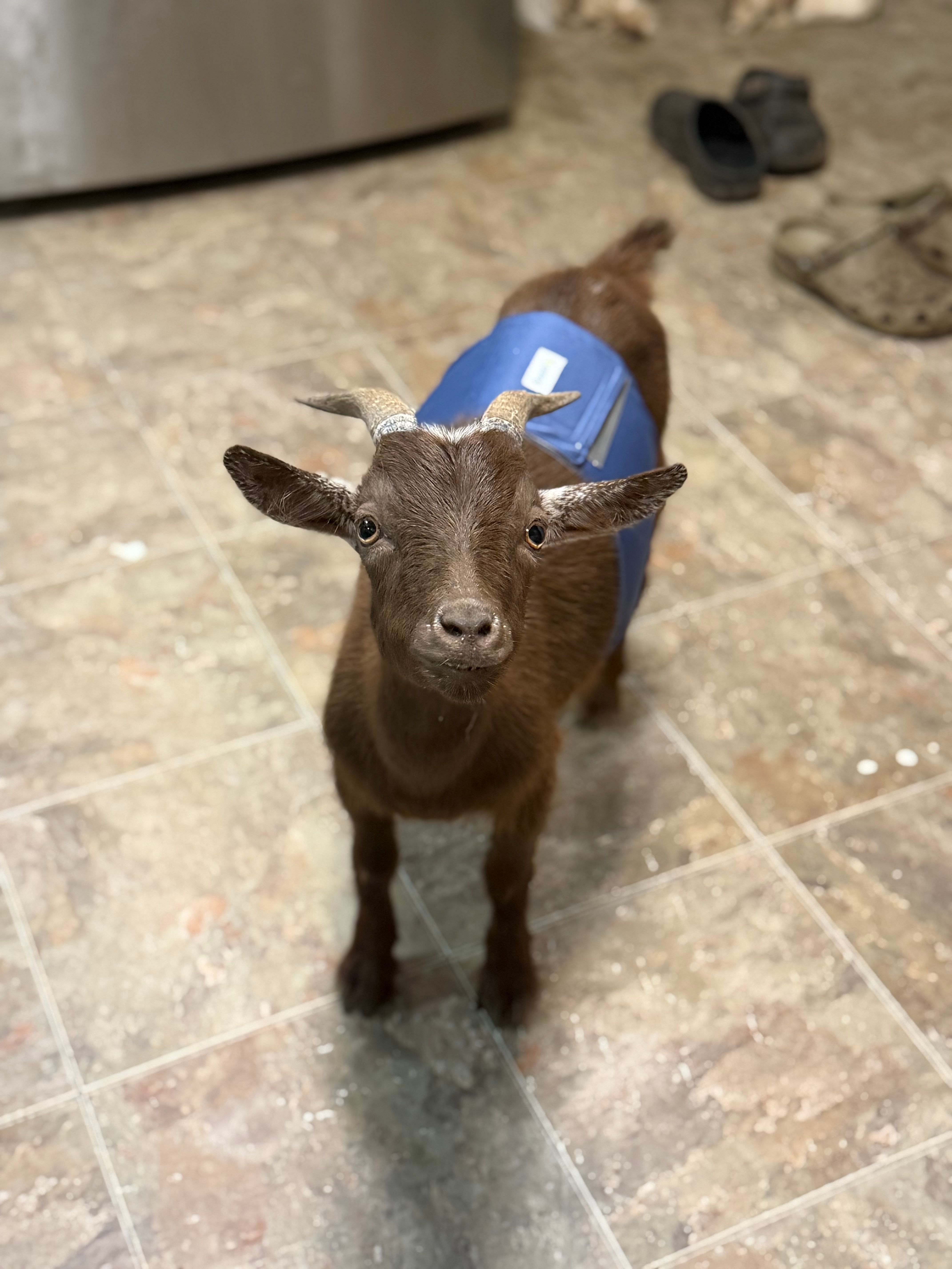 Old McDarling’s Farm Rescue and Sanctuary