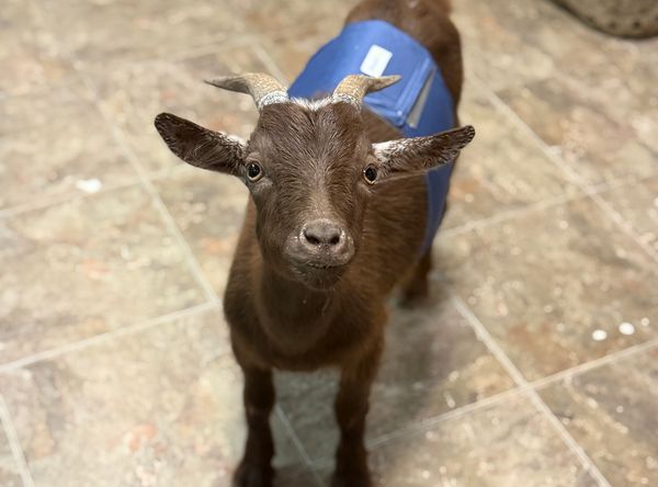 Old McDarling’s Farm Rescue and Sanctuary