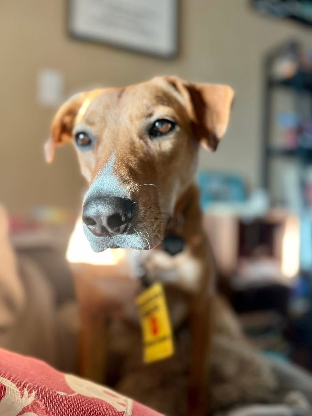 Our Pack Animal Rescue