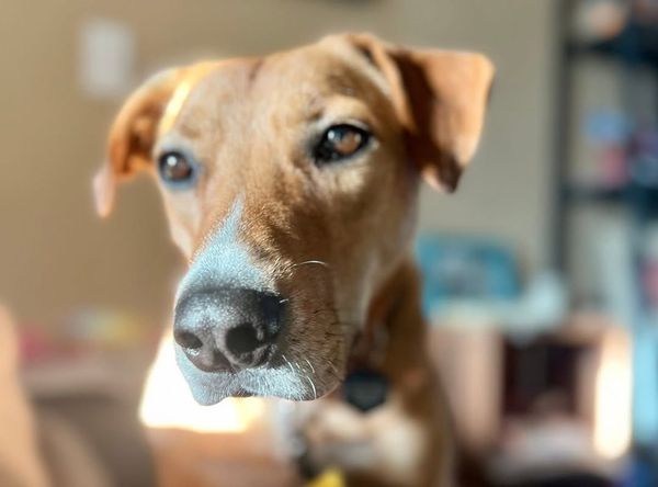 Our Pack Animal Rescue