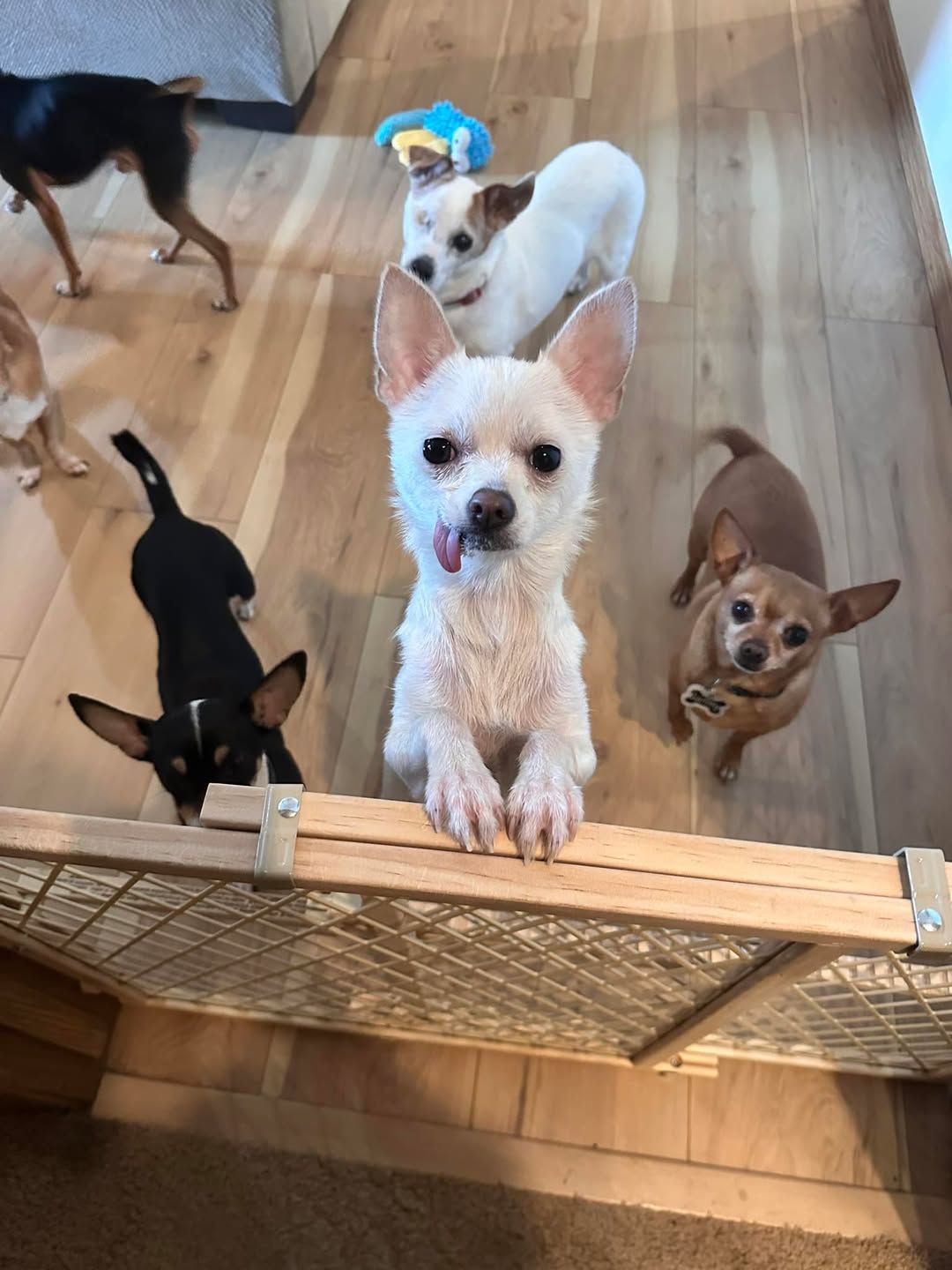 Our Pack Animal Rescue