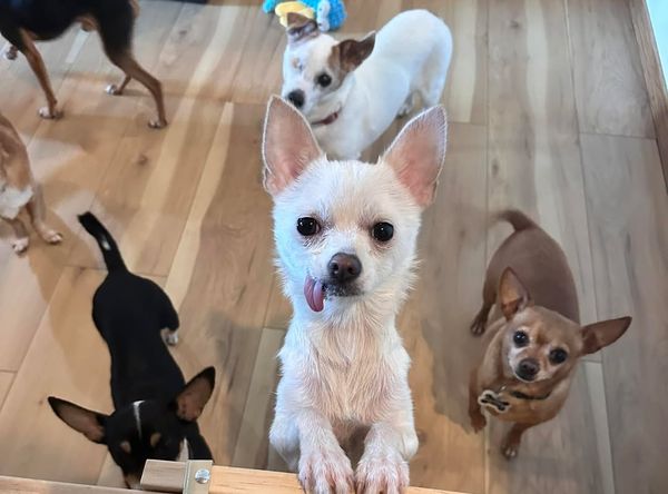 Our Pack Animal Rescue