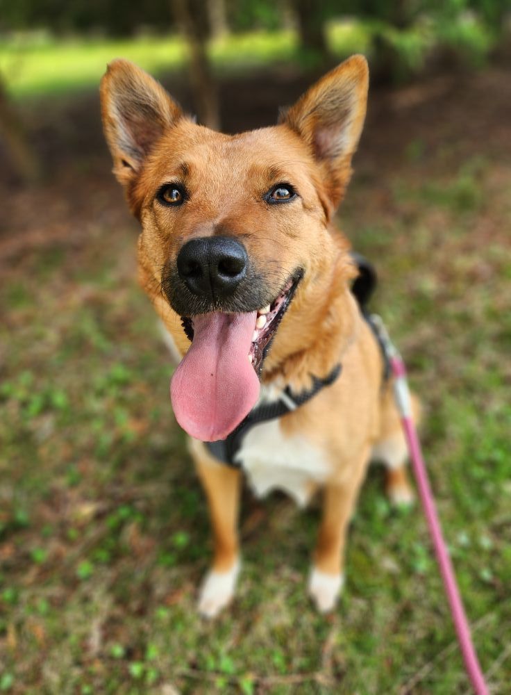 Our Pack Animal Rescue