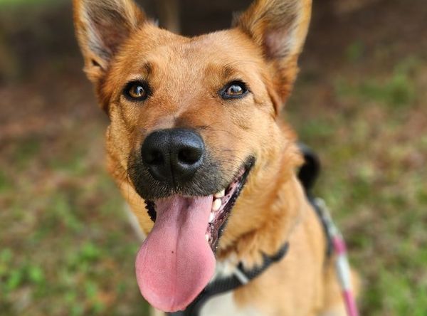 Our Pack Animal Rescue