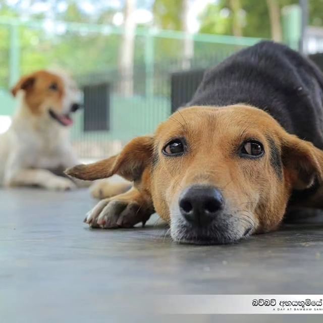Baw Baw Animal Welfare USA