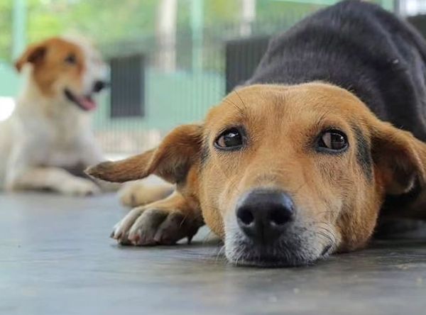 Baw Baw Animal Welfare USA