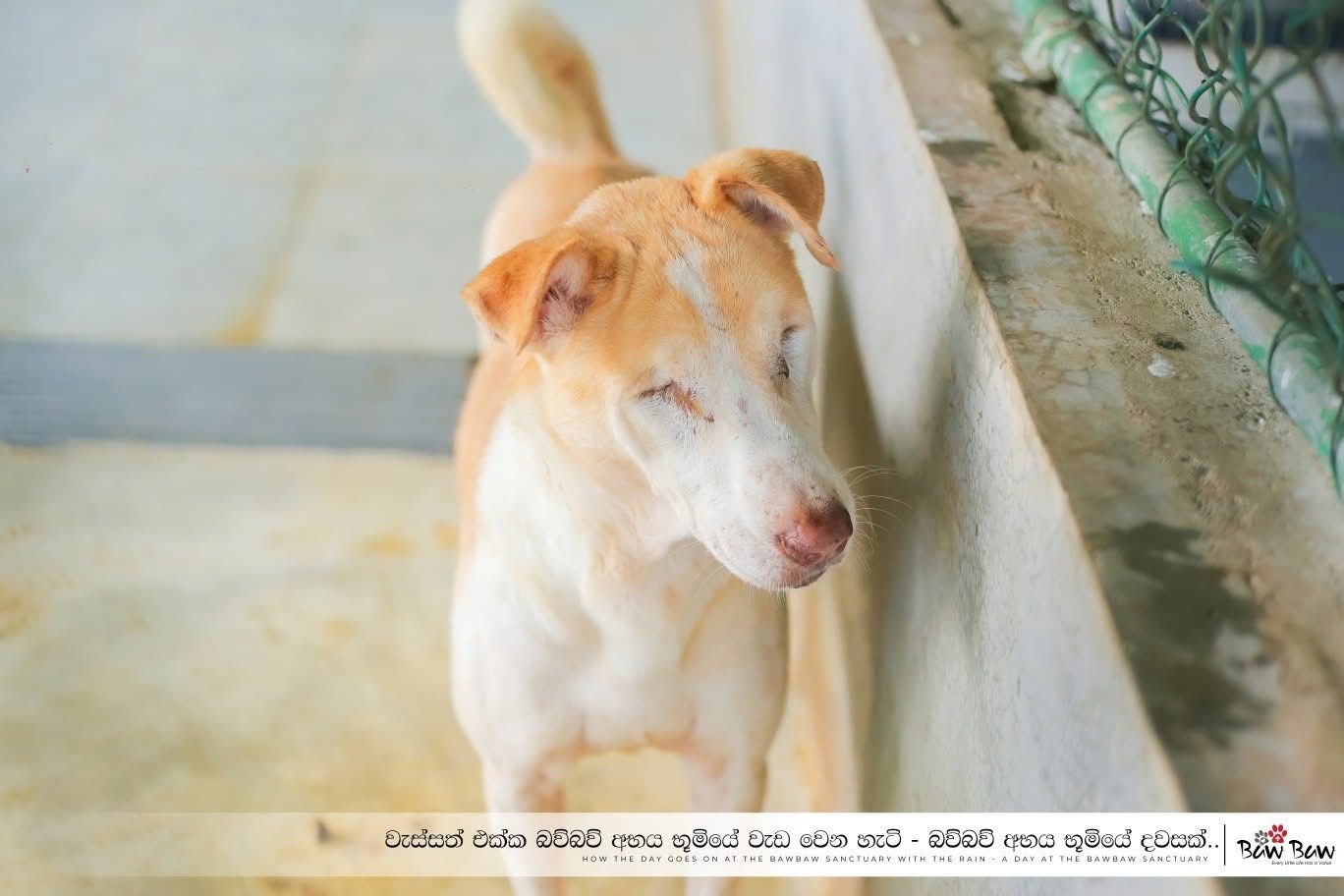 Baw Baw Animal Welfare USA