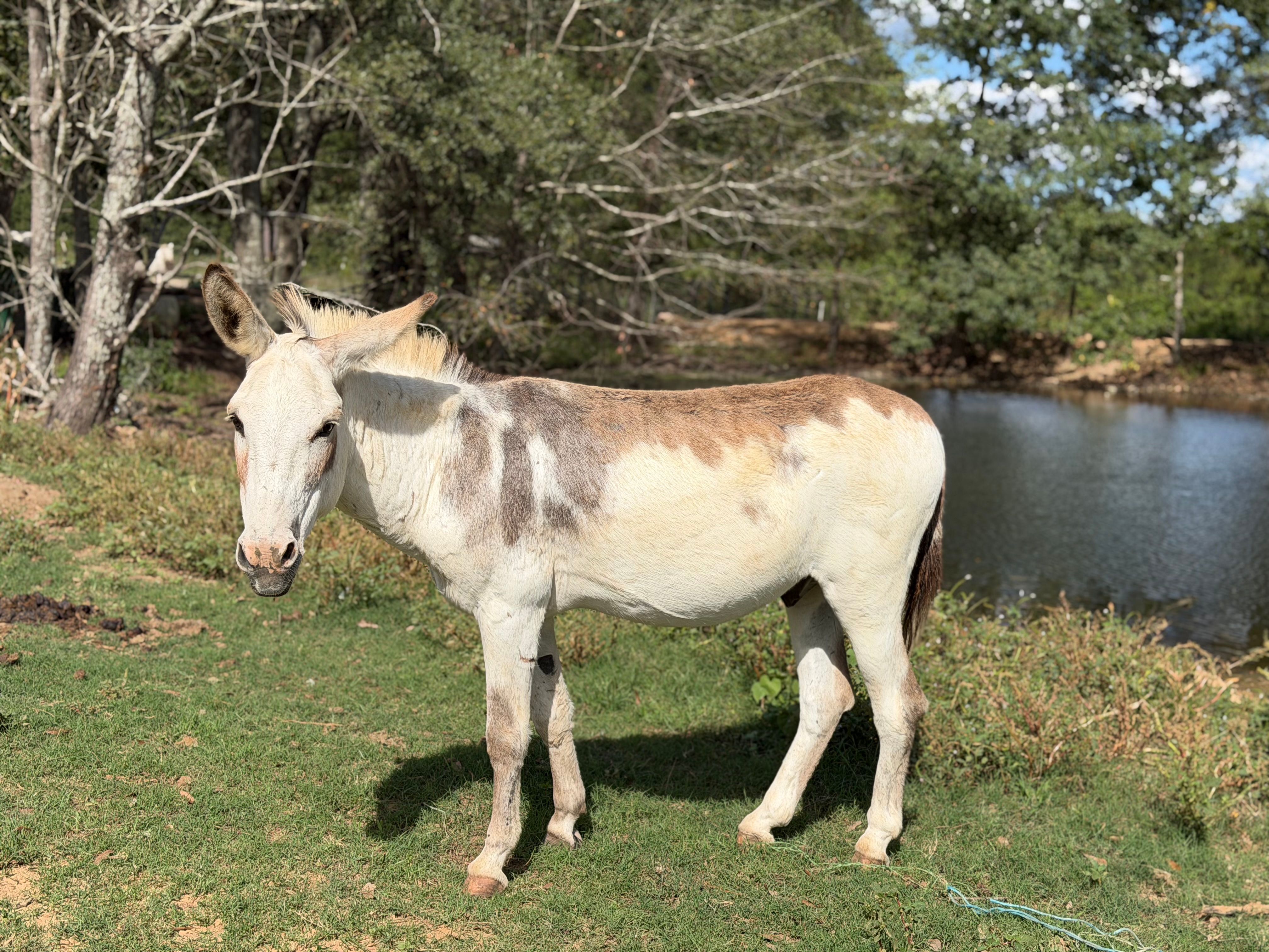 Rocking R Ranch and Rescue Inc