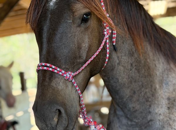 Rocking R Ranch and Rescue Inc