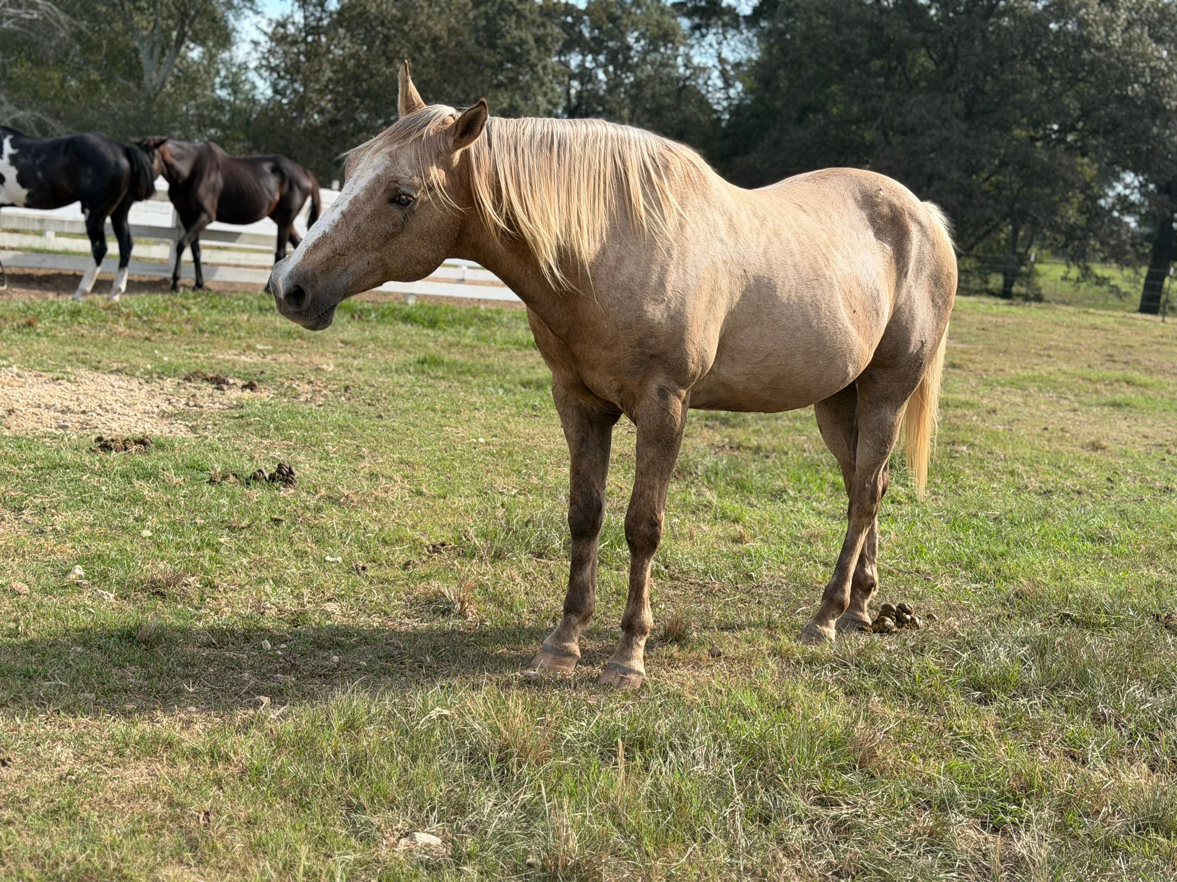 Rocking R Ranch and Rescue Inc is competing for grants — vote free in ...