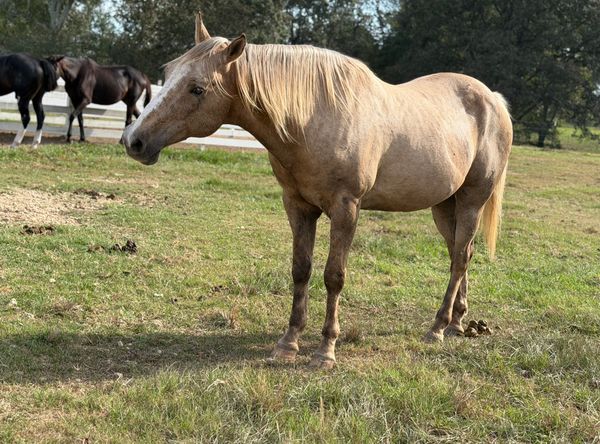 Free Rocking R Picture Rocking R Ranch and Rescue Inc is competing for grants — vote free in ...