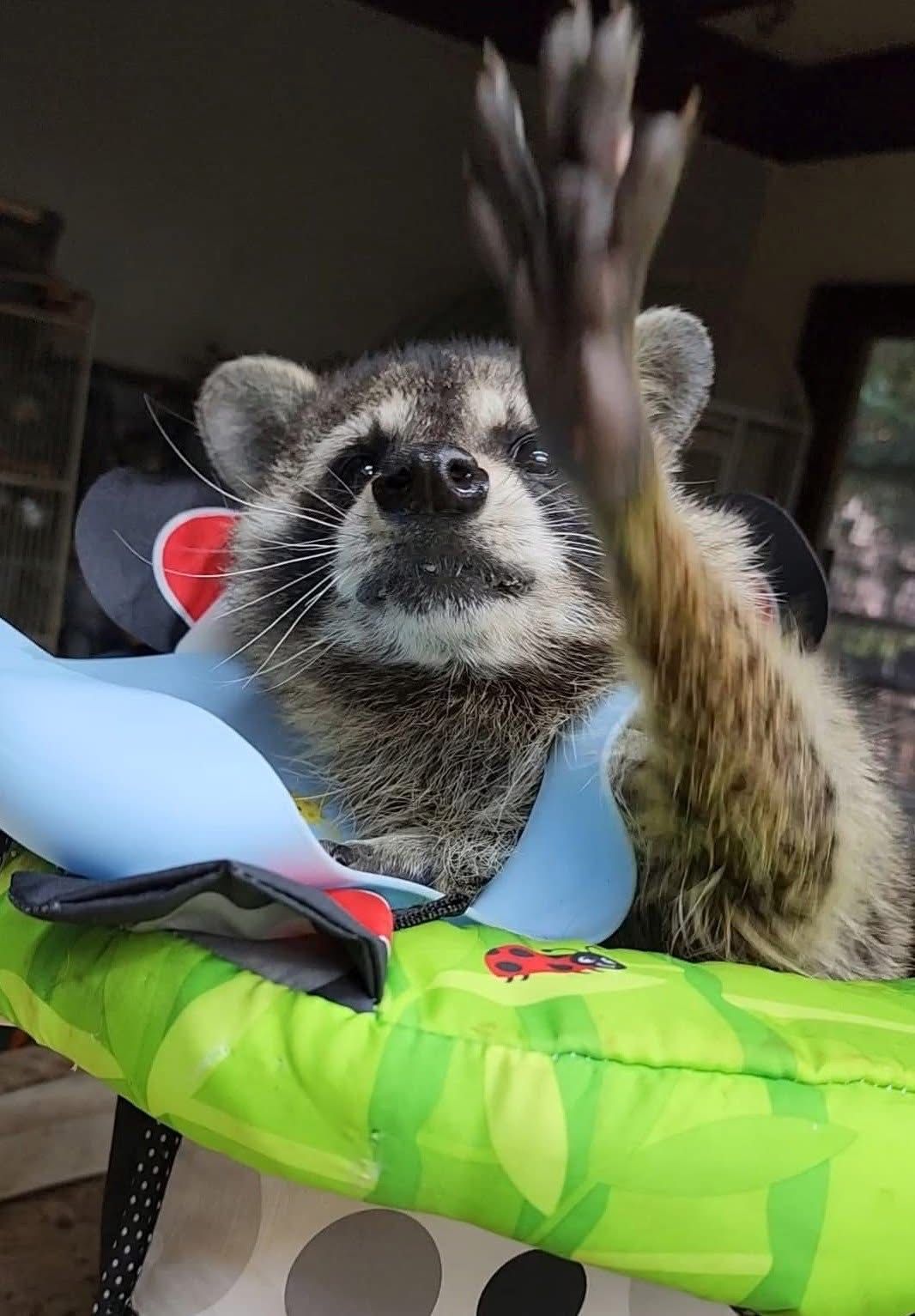 The Wright Ranch Rescue Inc dba Little Bit Wildlife Rescue