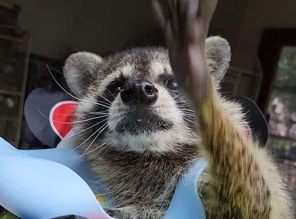 The Wright Ranch Rescue Inc dba Little Bit Wildlife Rescue