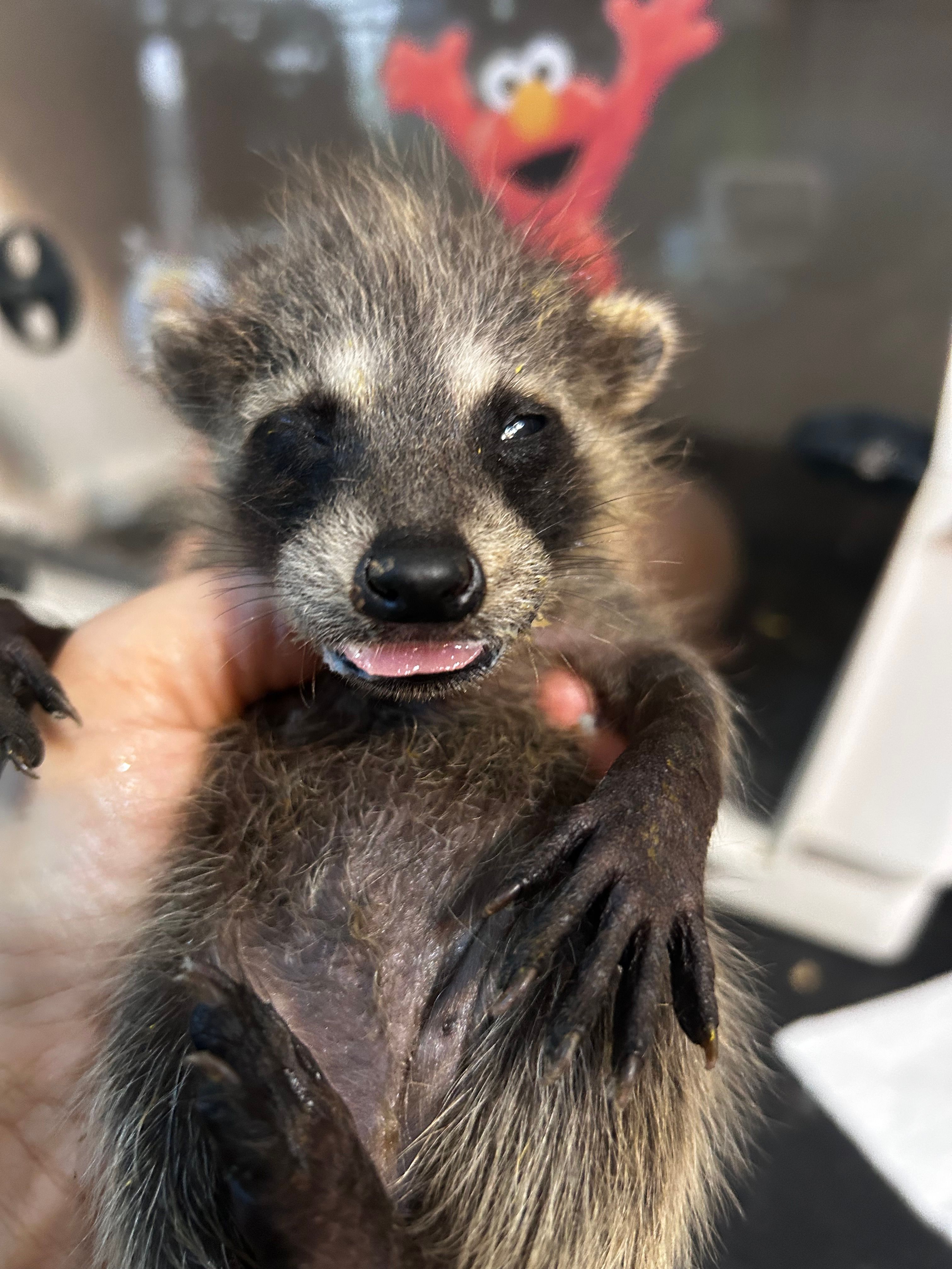 The Wright Ranch Rescue Inc dba Little Bit Wildlife Rescue