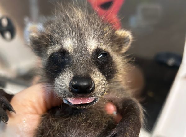 The Wright Ranch Rescue Inc dba Little Bit Wildlife Rescue