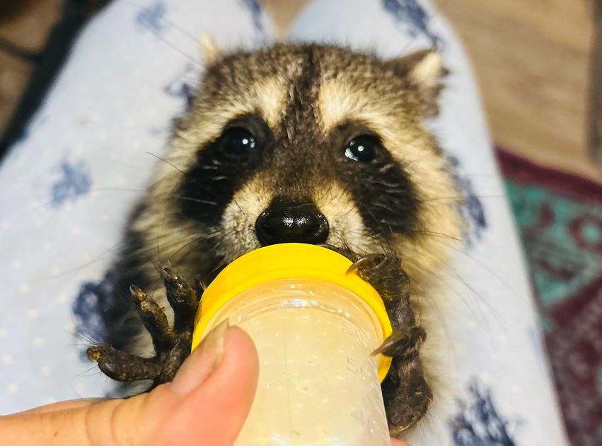 Donate to The Wright Ranch Rescue Inc dba Little Bit Wildlife Rescue to ...