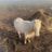 The winged horse equine welfare