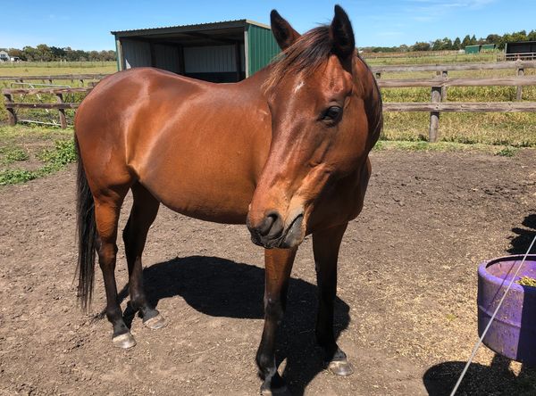 The winged horse equine welfare