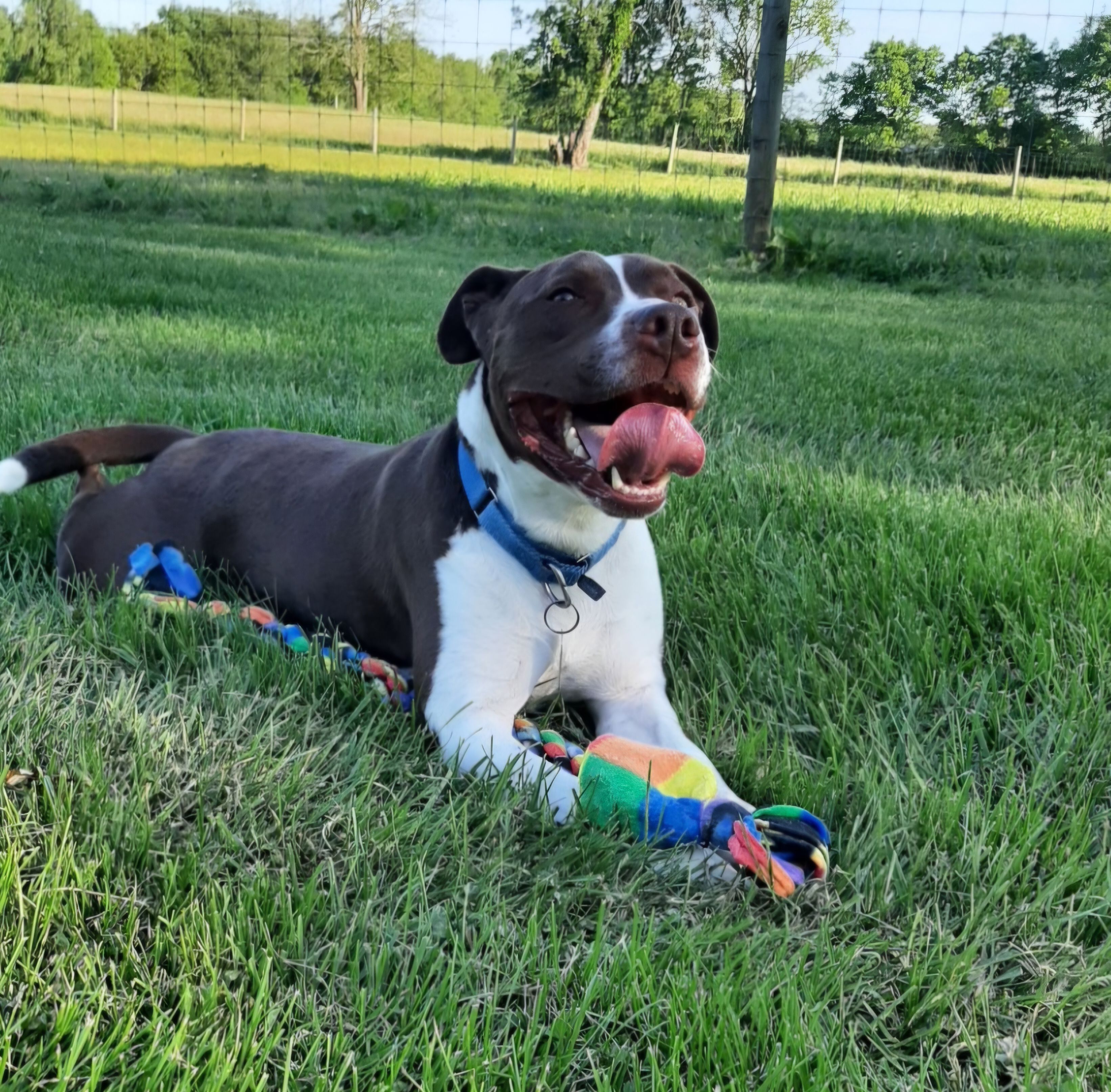 The Four Legged Ranch