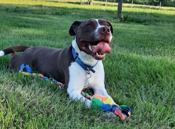 The Four Legged Ranch