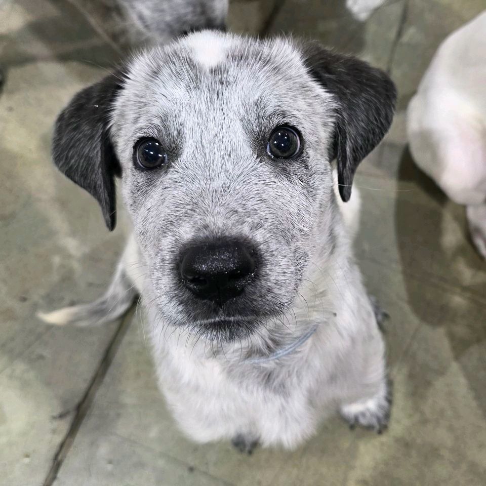 Willow Tree Sanctuary