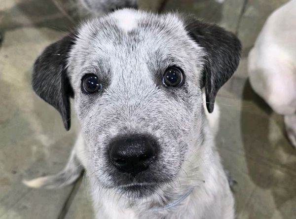 Willow Tree Sanctuary