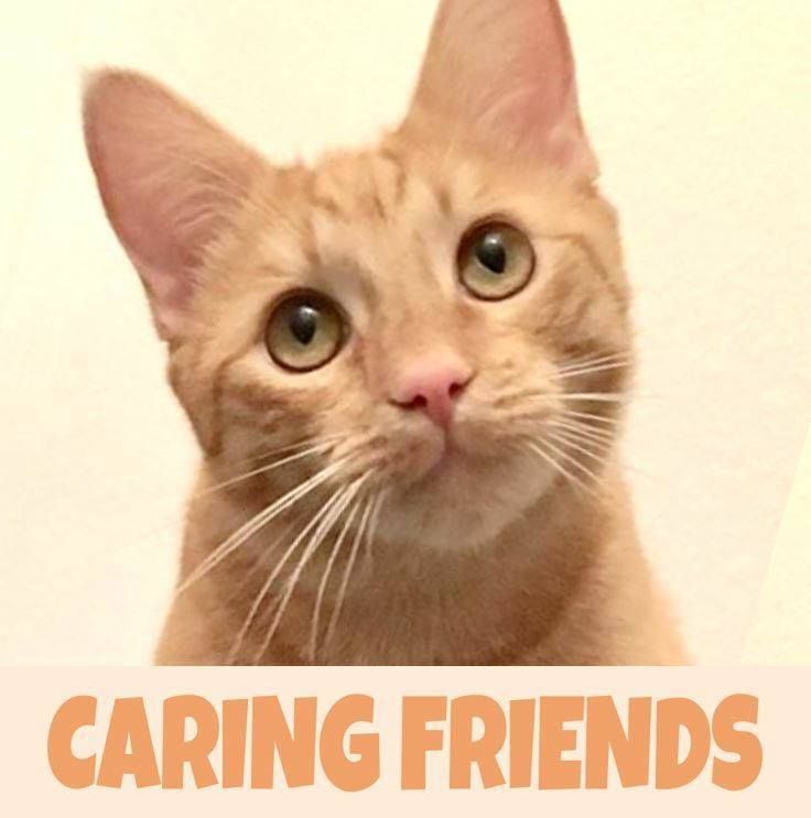 Caring Friends Cat Rescue