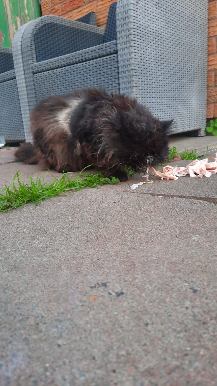 Kings Heath Cat Rescue